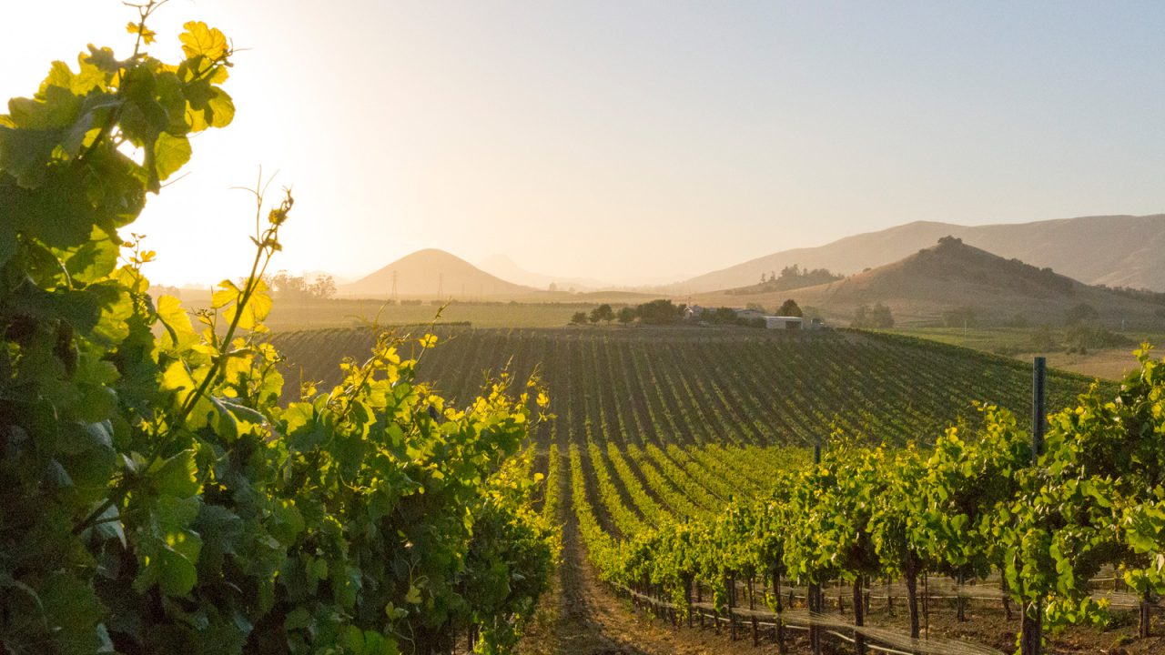 Vines in the morning light with hills in the background