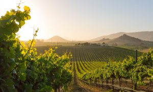 Vineyard at dawn, showing vines in the morning light with hills in the background