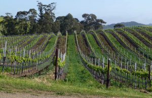 Vineyards on a hill side, showing a rolling hill covered in grape vines at Wolff Vineyards