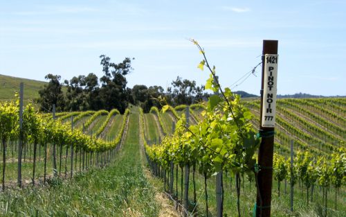Rows of Pinot Noir grape vines on a rolling hill