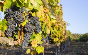 Red wine grapes ready for harvest, showing beautiful red wine grapes on the vine